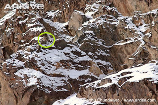 Illustration for article titled There's a Snow Leopard in this Pic, I Promise